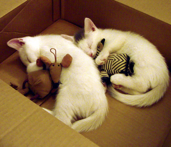 爱游戏体育平台-_气排球运动：室内外皆可享受的趣味运动_，气排球运动规则