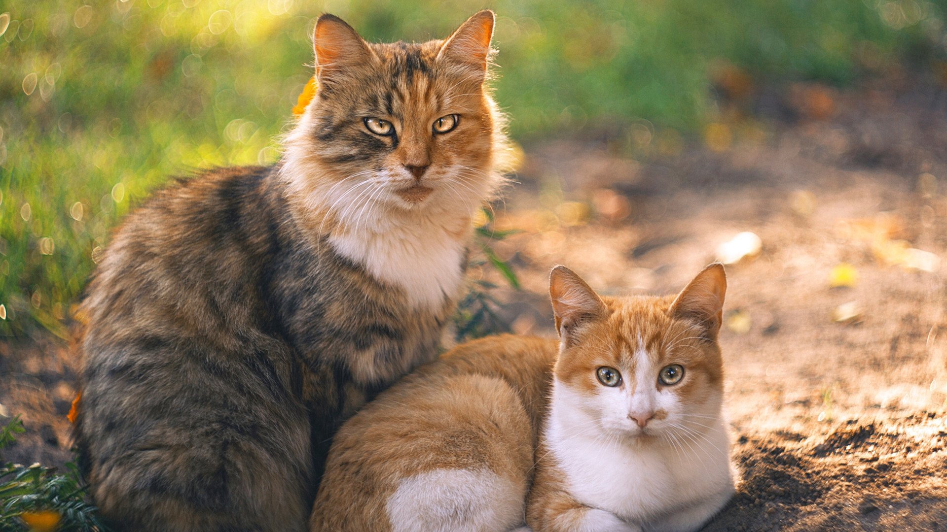 《迈向体育强国之路——习近平关于体育重要论述的时代价值与世界启示》智库报告发布