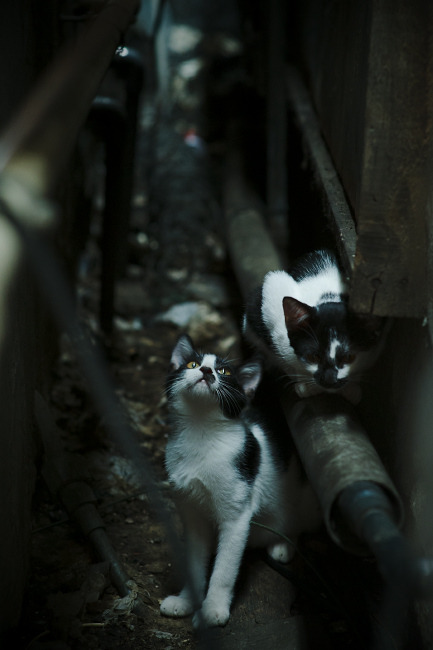 坎特加盟切尔西，中场实力再一次得到大幅提升，坎特退出切尔西