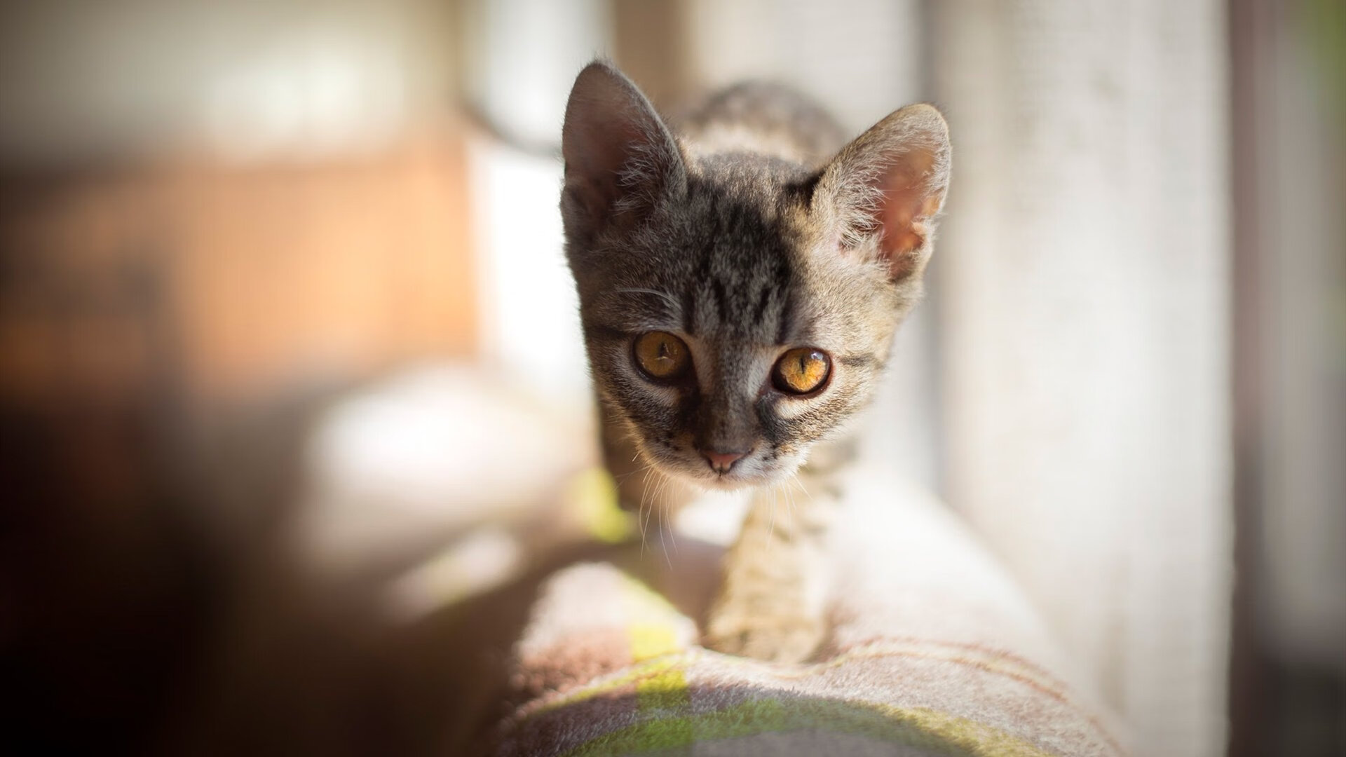 她在季后赛中多次获得“最佳防守球员”荣誉，防守能力令人称奇！