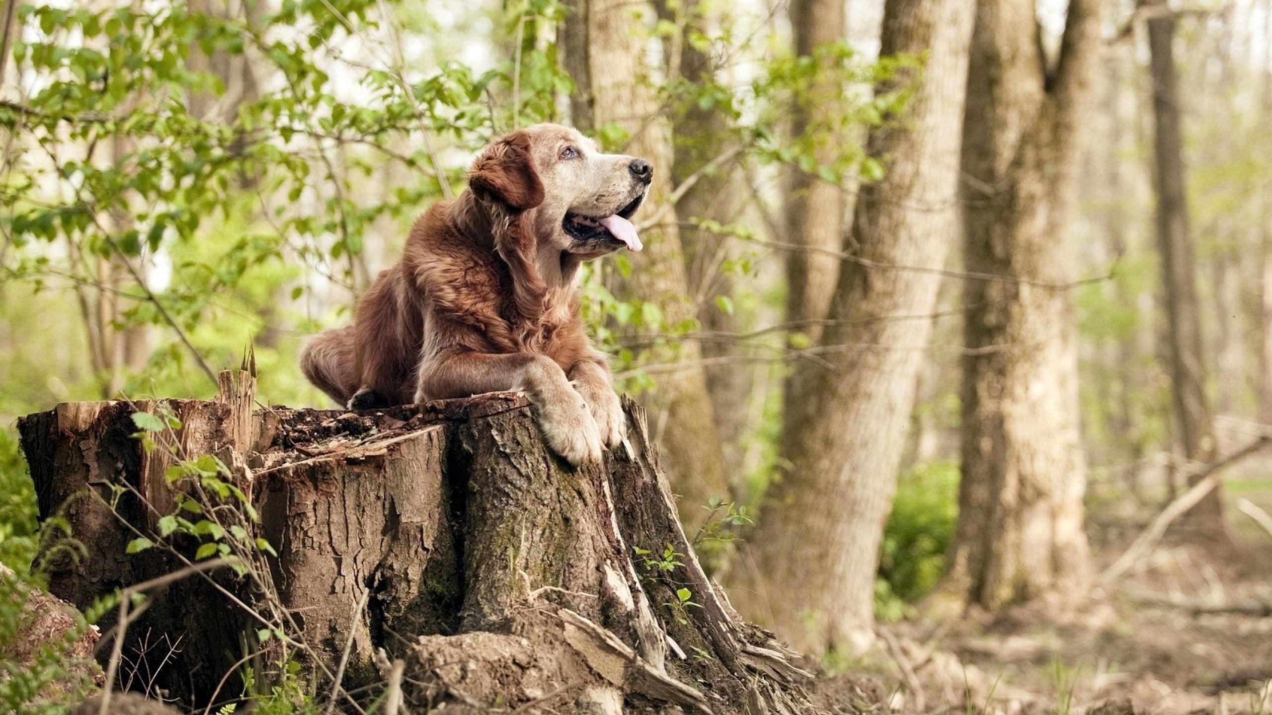 爱游戏官方网站-守望先锋 新版本玩法创新丰富，守望先锋新版本更新内容