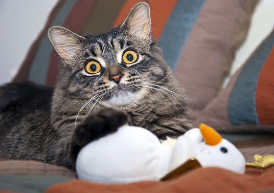 趣味壁球联盟赛，锻炼反应力与团队精神，壁球训练视频