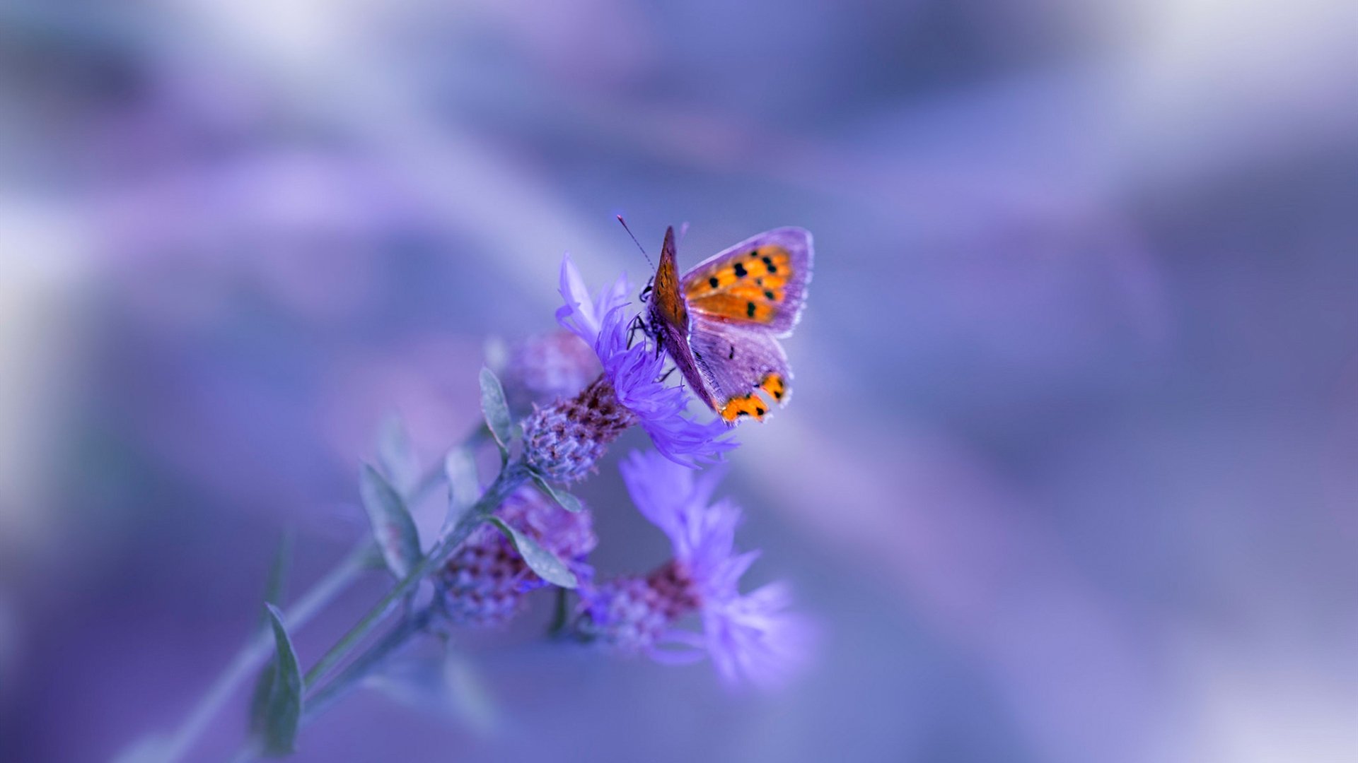 马刺与法国足协共建运动康复实验室,马刺 法国