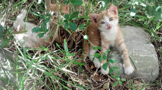 国内俱乐部足球比拼积分榜，局势复杂，足球俱乐部积分排名