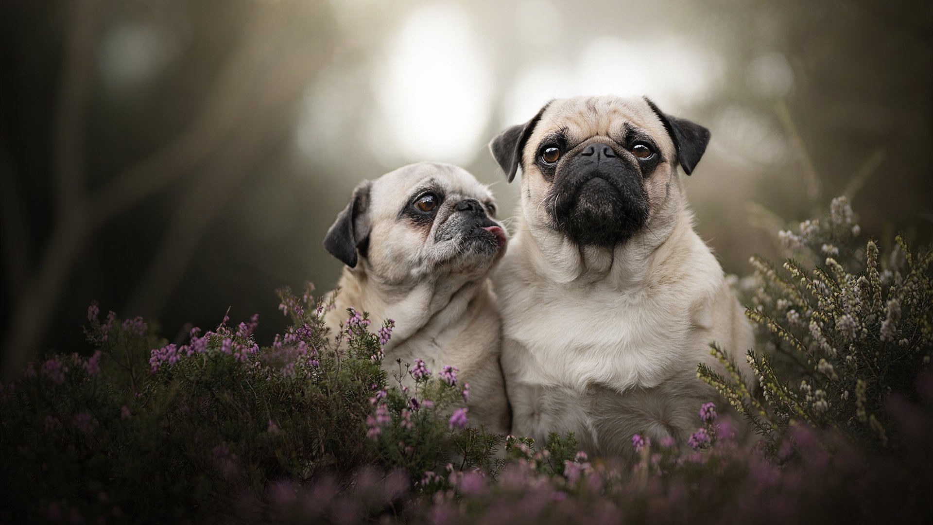 爱游戏中国官方登录入口网站-巴黎圣日耳曼客场完胜，波尔多难逃失败，巴黎圣日耳曼对波尔多比分预测