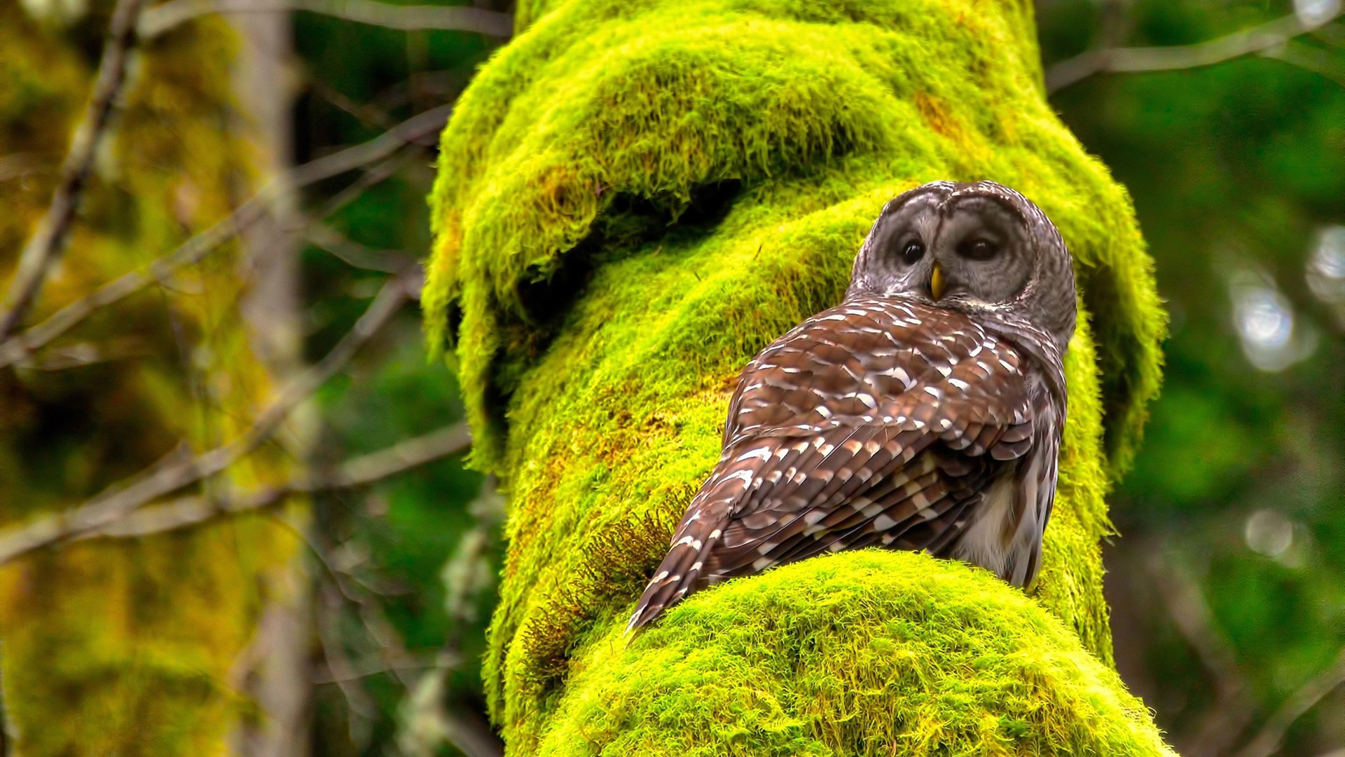 电竞赛事全球化发展背景下的跨国合作模式及挑战分析，电竞跨界合作方案