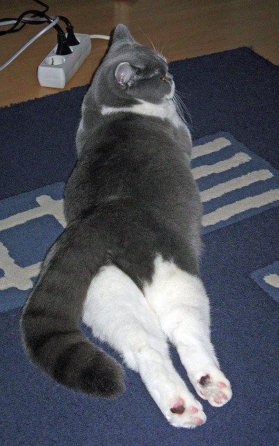 爱游戏娱乐平台-美洲豪门球队争夺篮球巅峰，火药味十足，美洲篮球强队