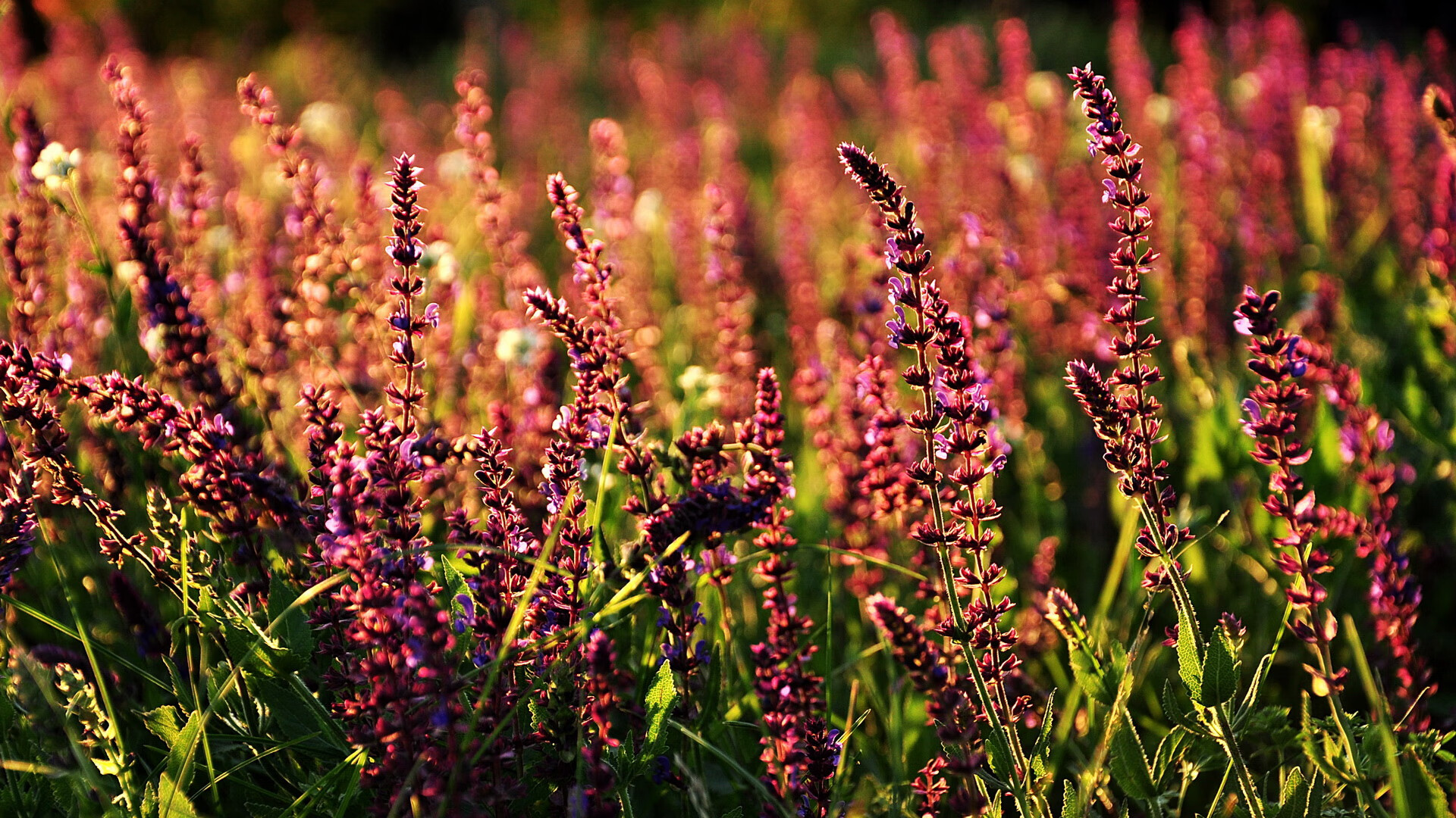 中国足球青少年足球发展基金启动,中国足球青少年计划