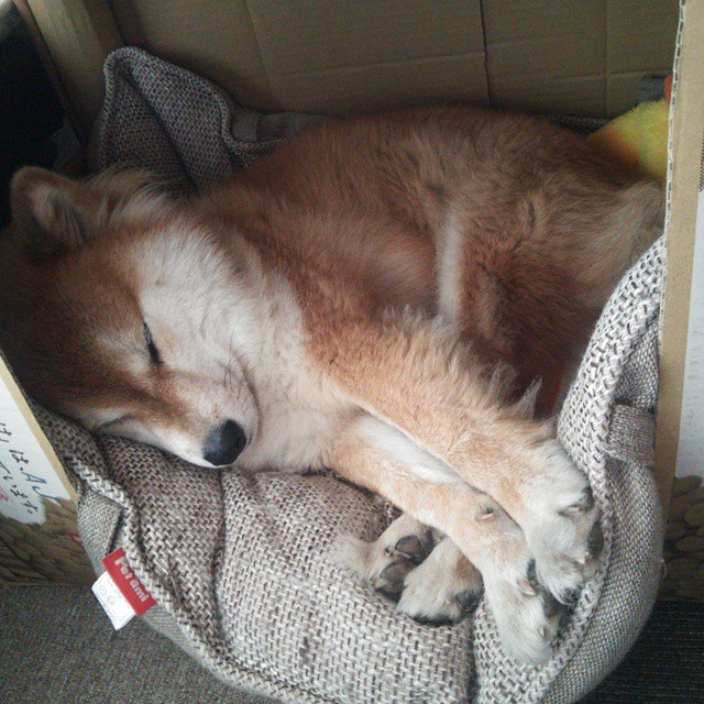 爱游戏娱乐网址-德克斯决赛动作细节解读，德克斯是什么意思