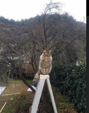 张雨霏水球训练增强身体素质,张雨霏跳水