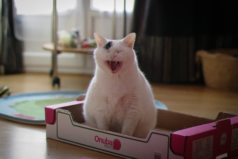 爱游戏-朱婷团队配置优化引入新体能顾问，朱婷体育