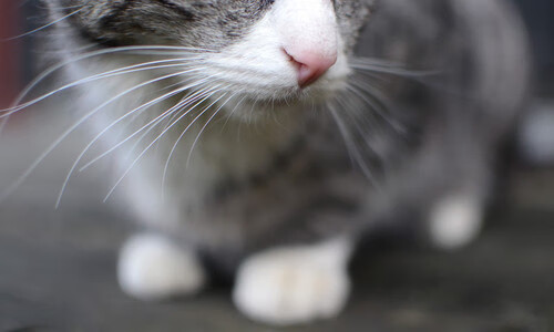 科特迪瓦男篮在非洲锦标赛中持续发力，力争争夺冠军荣誉，非洲 科特迪瓦